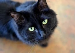 A black cat looks up at the camera