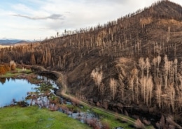 A burnt forest edges with a green patch of grass