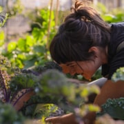 A woman leans over a garden while she works