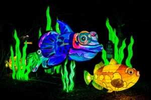 A glowing fish sculpture with seaweed