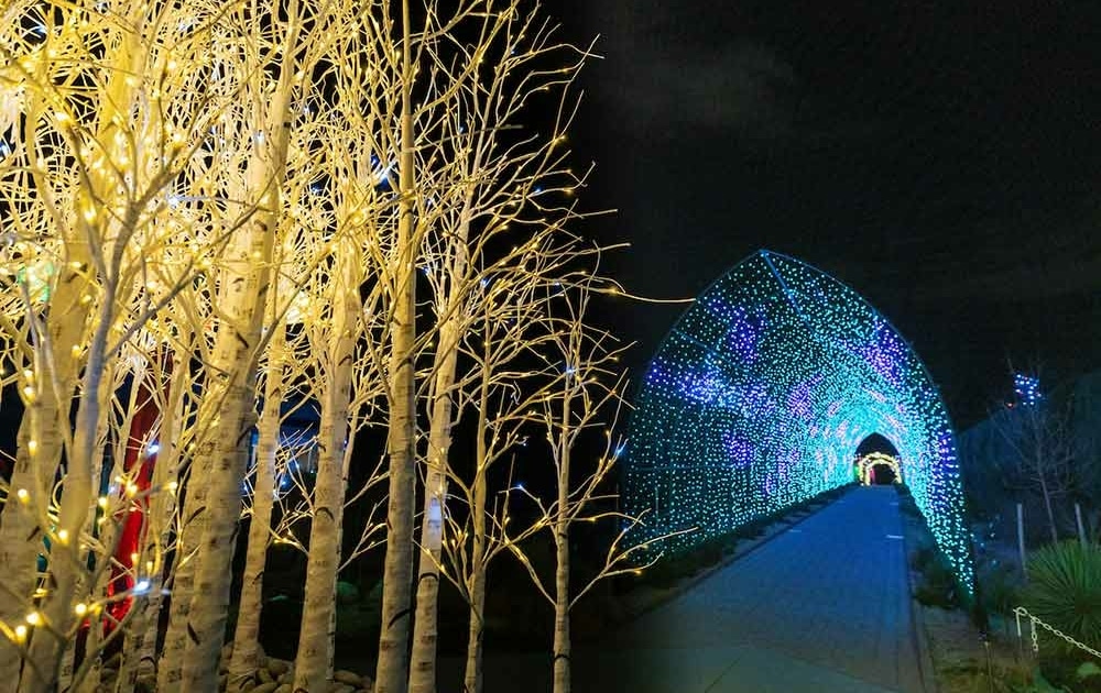A brightly lit walkway is seen through the trees at Blossoms of Light