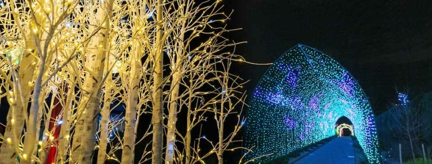 A brightly lit walkway is seen through the trees at Blossoms of Light